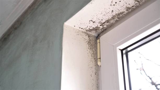 Best Water Damage & Mold Remediation  in Grass Lake, MI
