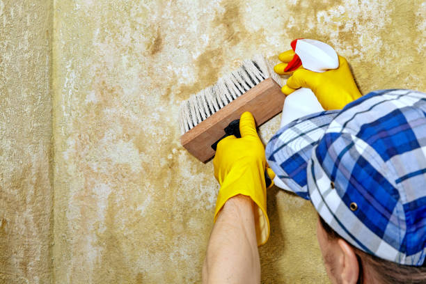 Best Residential Mold Inspection & Testing  in Grass Lake, MI