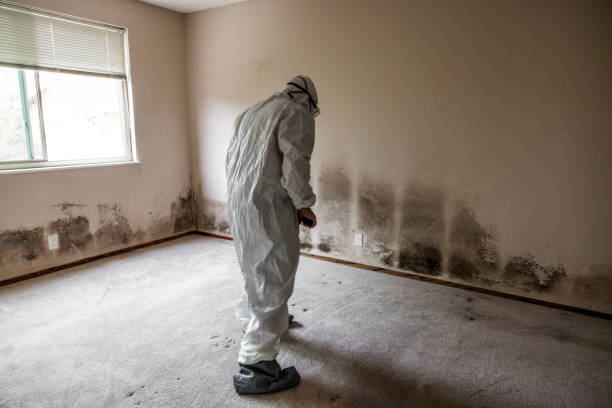 Best Environmental Consulting for Mold Prevention  in Grass Lake, MI